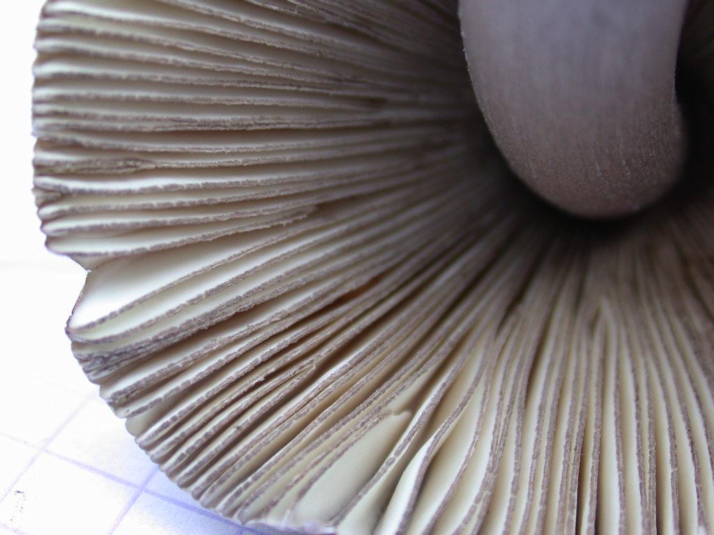 Novit� per .... me : QUIZZZZ